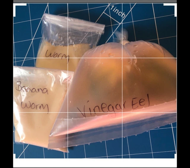 Triple Pack Culture Starter- Micro/Banana/Vinegar Eel. Free Shipping