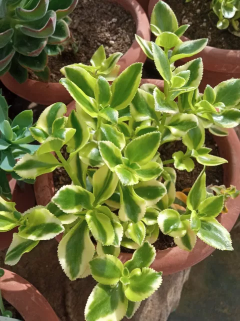 Crassula Sarmentosa Variegata Petite De 5 CM Approx. Plante Avec Root Succulente