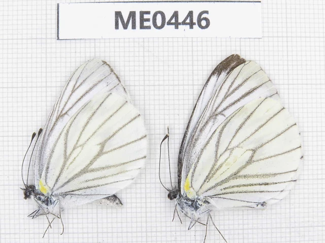 Butterfly. Pieris melete ssp. S of Shaanxi, Xi'an, Mt.Cuihuashan. 2M. ME0446.