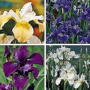 Siberian Iris 20 Seeds - Iris sibirica - Perennial