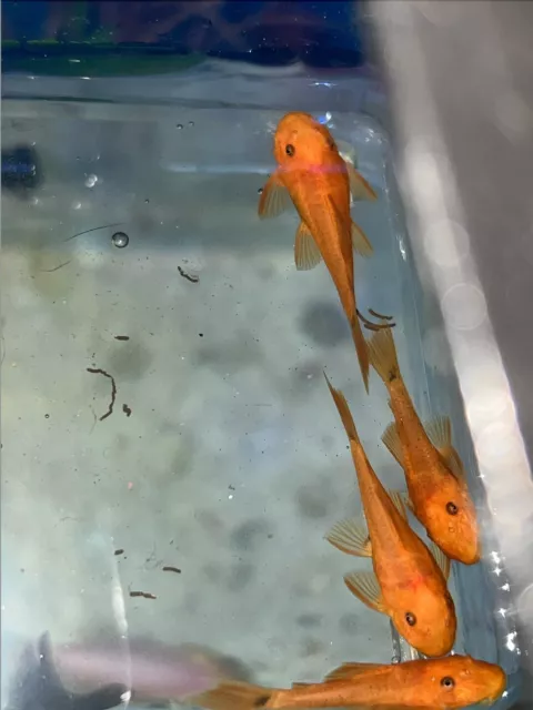 1 Super Red Bristlenose Pleco 1 to 2 Inch USA BRED! youtube:chengsaqua