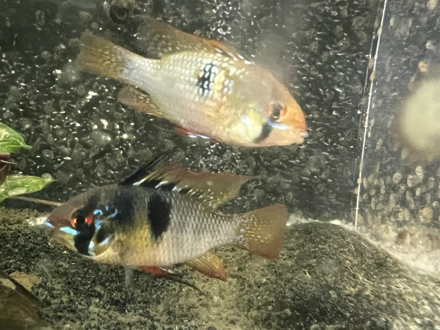 3 German Blue  Rams,  1 Male 2 Females - US Bred - NOT IMPORTED