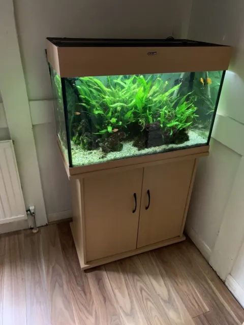 tropical fish tank Aquarium With Plants Ornaments And Fish