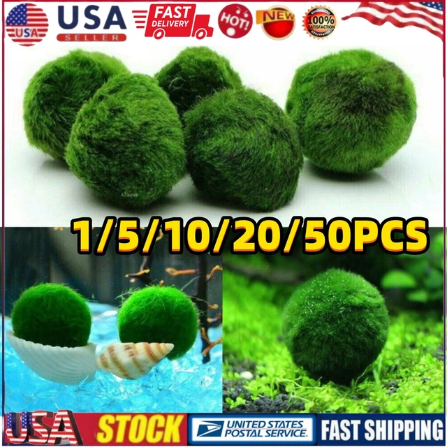 1/5CMGreen Marimo Moss Ball Cladophora Live Aquarium Water Plant Fish Tank Decor