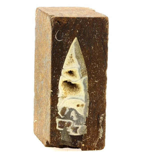 Belemnite (Belemnoidea) in ore. 1625.5 ct. New Houses, Meurthe-et-Mos