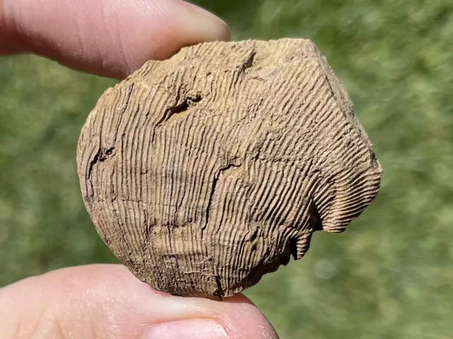 Spain Fossil Brachiopod Linoproductus sp. Pennsylvanian Trilobite Age
