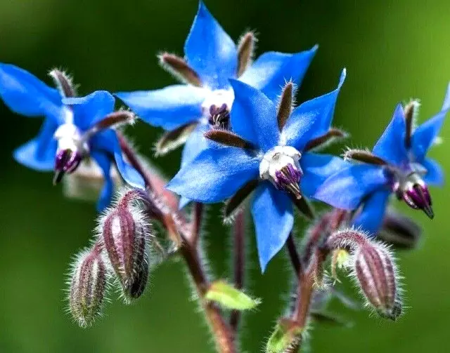 200+ Borage Seeds Spring Herb Garden Pest Repellent Blue Star Flower Non-Gmo Usa