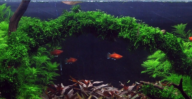 Vesicularia ferriei 'Weeping' - InVitro Aquarium Moos hängend Tropica 003B TC 4