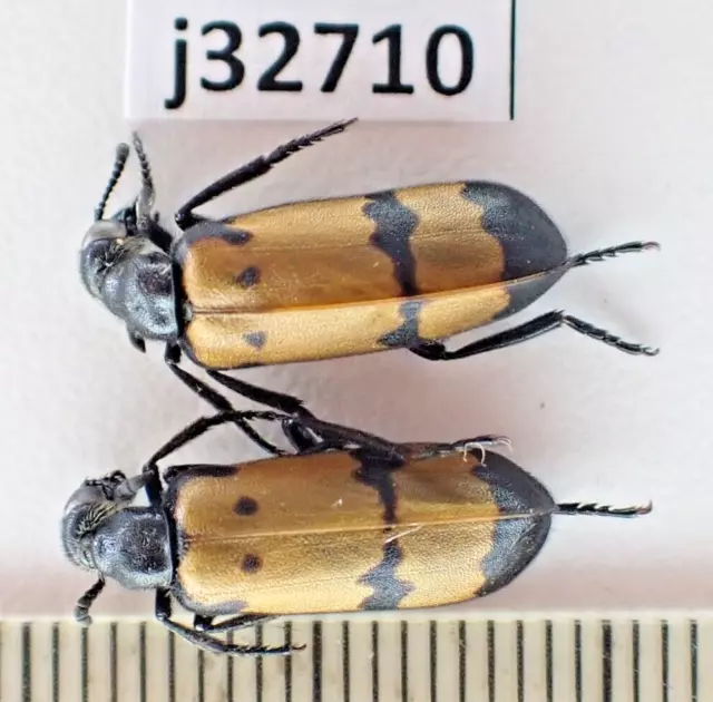 j32710.  Insects, Meloidae sp. Vietnam, Binh Thuan