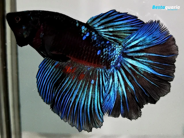 (VVIP!) Premium Live Betta Fish l Male Halfmoon BLACK LIGHT