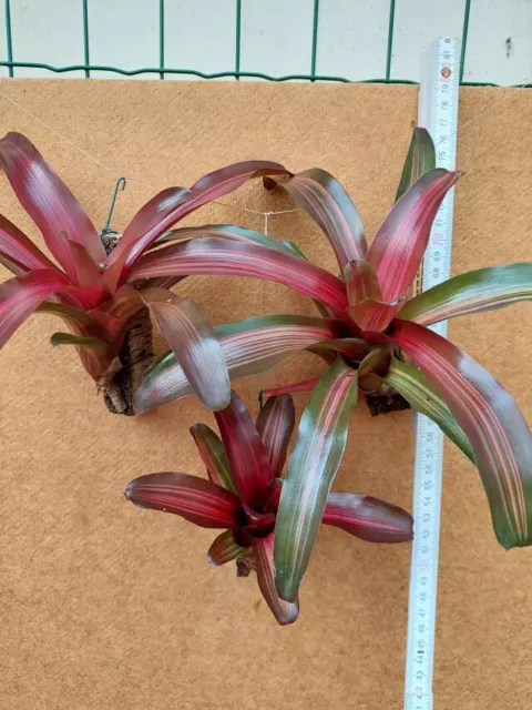 Neoregelia Iris, Hybride, Bromelie, aufgebunden