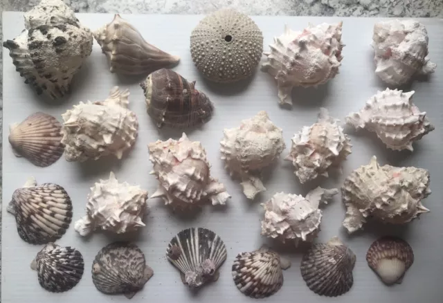 Lot Sea Shells Medium Size Various Species Excellent Collection