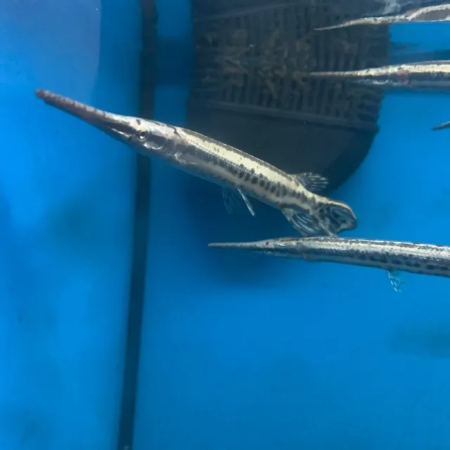 Spotted gar 2.5-3” in length - live tropical fish