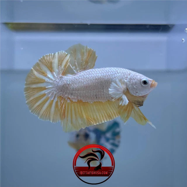 Live Betta Fish Yellow Dragon Male HMPK "USA SELLER"