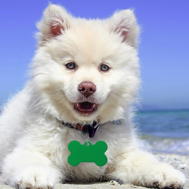 20 piezas etiquetas de perro nombre en blanco en forma de hueso identificación de mascotas número de teléfono marca