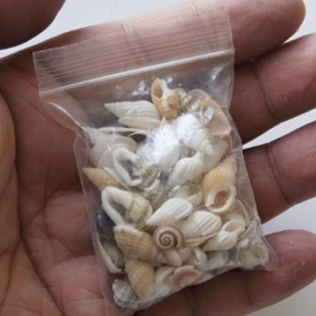 Mini Mini Conch Shell 0.3~0.6cm Beach Scene  Dollhouse Decoration