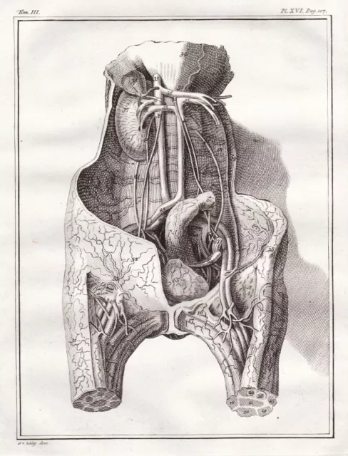 organs Anatomie anatomy Medizin medicine engraving Kupferstich Buffon 1780