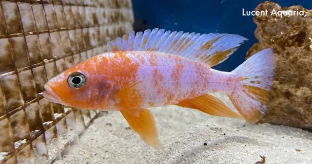 (Lot of 2) 1.5-2" Unsexed Sunburst Fryeri Hap-African Cichlid