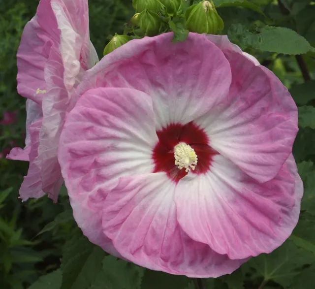 TIE DYE Hardy Hibiscus -- Plant in 4.5" pot