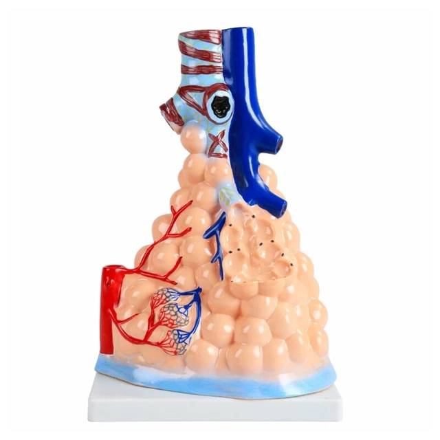 CARDIOPULMONARY ANATOMY MODEL Respiratory System Alveolar Model ...