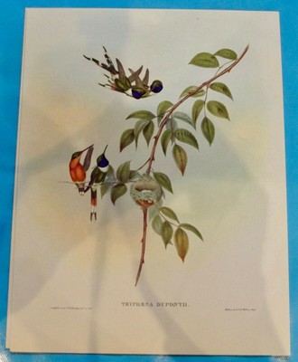 Colibri Old Mappa Arte Stampa Manifesto Uccelli Mosche Colibrì Calliphlox Amethystina 
