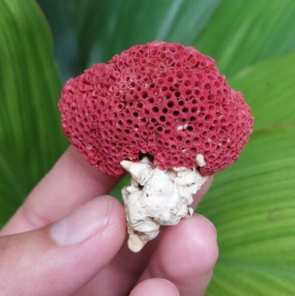 19.71 Gram Natural Red Coral Specimen With Nice Colour And Formation Best
