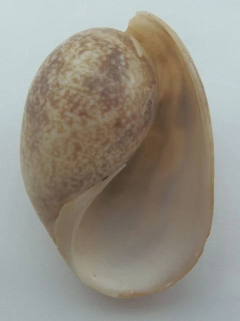 Conchas artesanales Pacific True Bubble Bulla ampolla Sailors Valentine