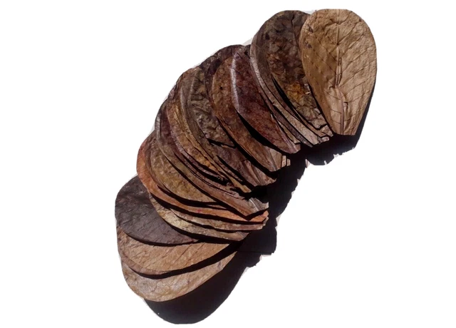 Indian Catappa Ketapang Almond Leaves 5'' 40Pcs Fish Aquarium Care, Shrimp
