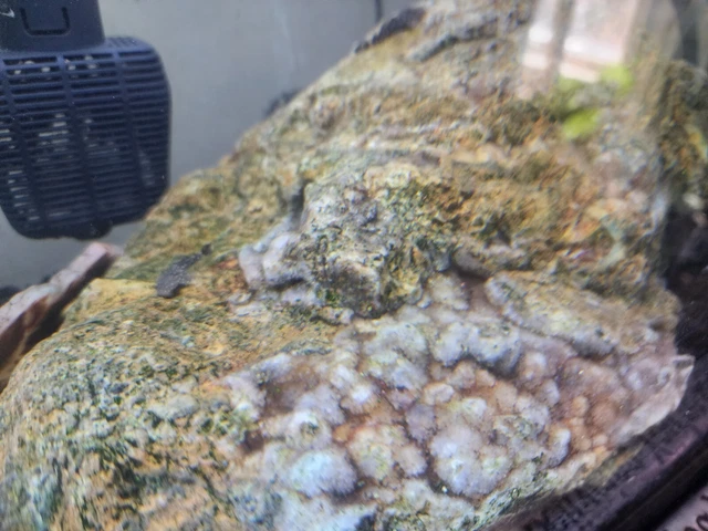 5 Plecos Brown Spotted / White Calico Babies BristleNose 1 Inch Long