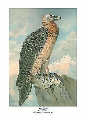 Bartgeier Gypaetus Barbatus Männchen Alt Naumann 195***