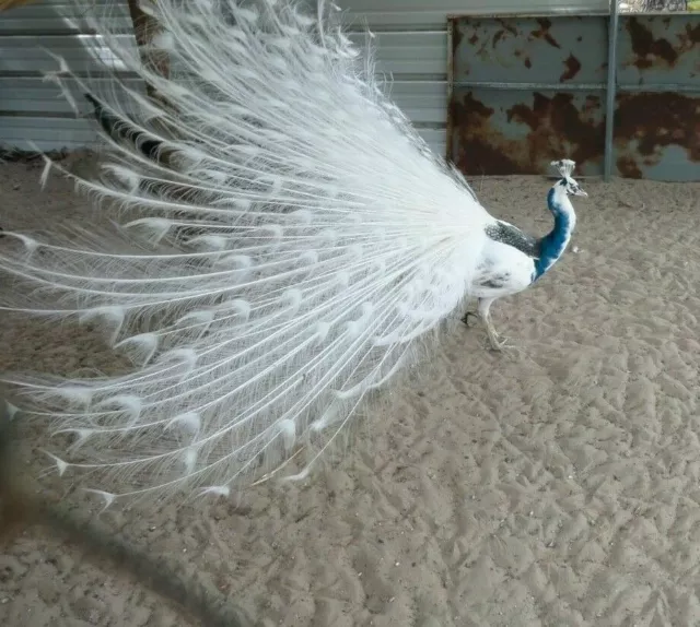 5 Silver Pied White Eye Hatching Peacock Eggs AP - 0432 ---Ready Now