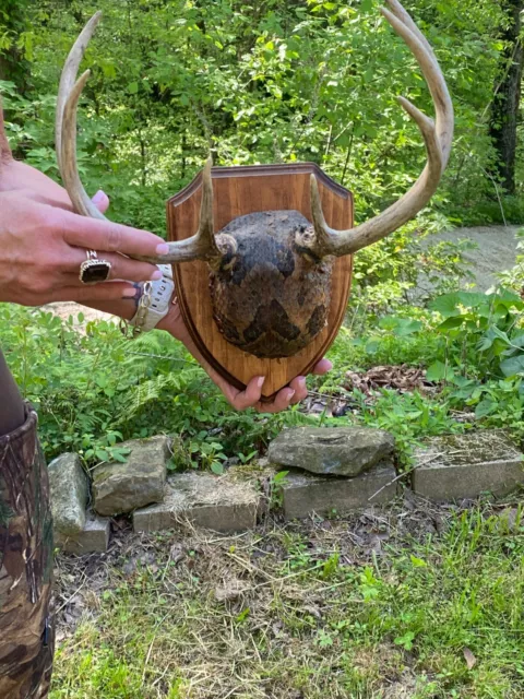 4x3 Whitetail Deer Antlers Skull Cap 7 Point Mounted with Rattlesnake Skin