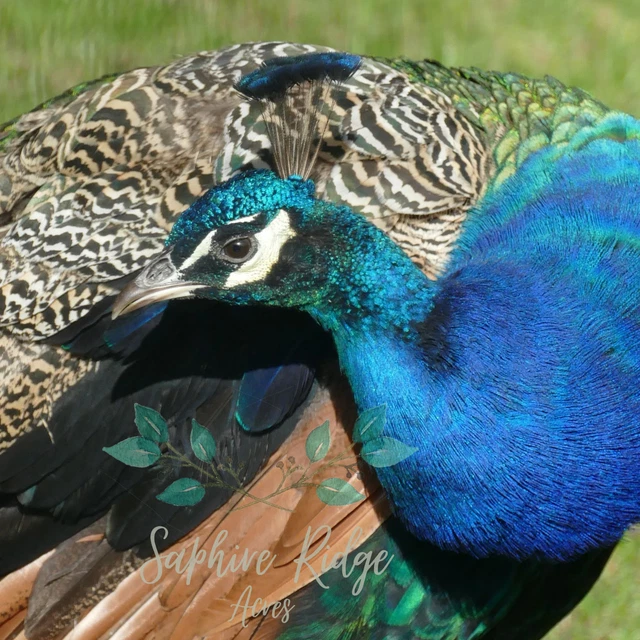 INDIA BLUE PEACOCK Peafowl Hatching egg PreSale Pure Peacock Fertile