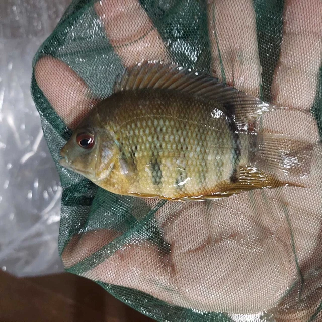 Beautiful Orange Shoulder Severum 3.5 To 4 Inches