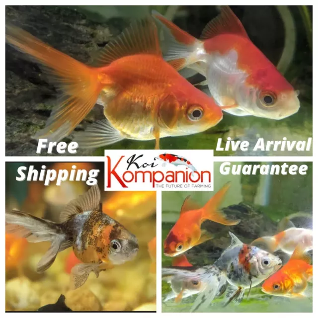 Assorted Ryukin 1.5- 2"  Goldfish Freshwater Fish Koi Kompanion Free Shipping