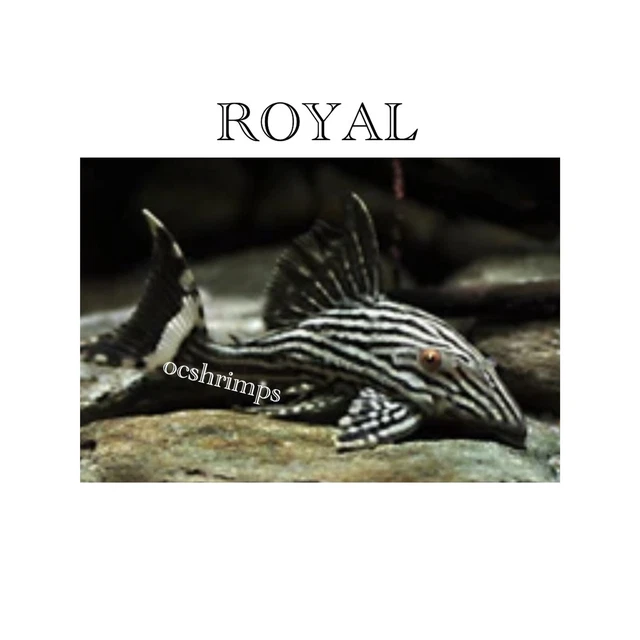 Pleco L 190- Royal Pleco 2 Inches