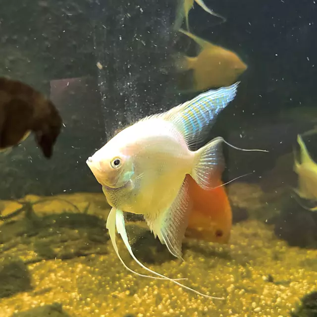 3 Platinum Freshwater Angelfish US Bred Live Aquarium Fish (Quarter sized)