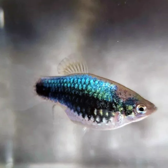 Dark Turquoise Platy,  Five (5) UNSEXED juveniles