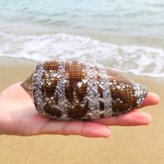Asprella Shell Conch Natural Sea Snail Office Ornament Fish Tank Decoration New