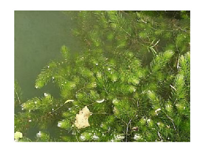 6 portions de Ceratophyllum plante de bassin oxygénant en vrac