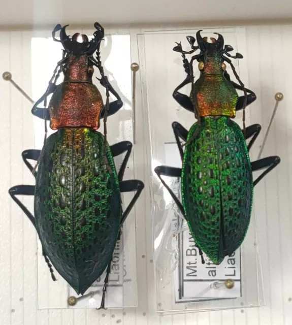 couple Carabus Coptolabrus smaragdinus ssp tschillensis Chine mont Buyun - A- -