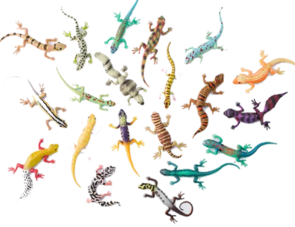 Blue Ocean Geckos – Planet WOW alle 20 verschiedene Geckos zum aussuchen