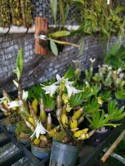 Dendrobium scabrilingue Lindley Orchid plant species miniature with CITES PHYTO