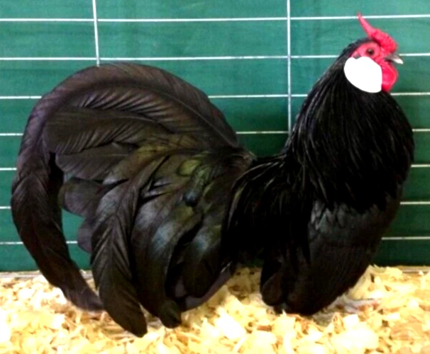 6+ NPIP/AI Clean Black Rosecomb Bantam Hatching Eggs SHOW QUALITY GRADE A+