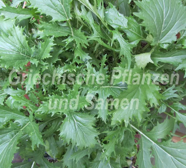🔥 MIZUNA * ASIA-Salat würzige Salat-Spezialität* 50 Samen EUR 1,99 ...