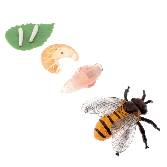 LIFE CYCLE OF Bee Growth Model Life Cycle Figurines Statuette Solid ...