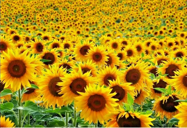 50 -5000 Yellow Single Giant Sunflower Seeds  (Helianthus Annuus) To Grow