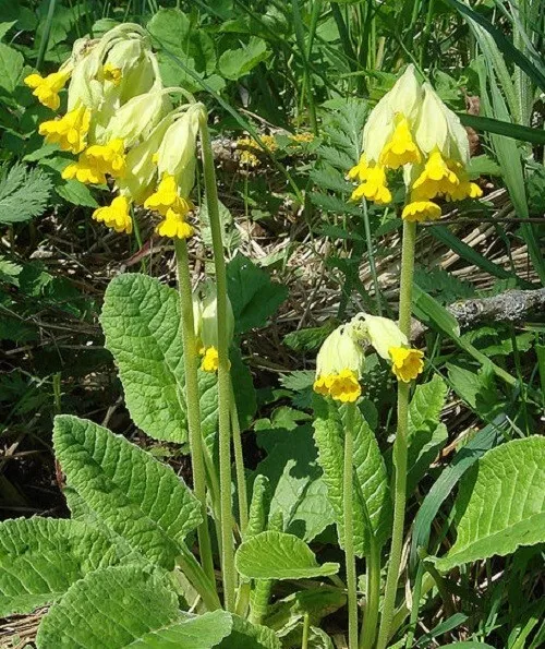 400 Samen Primula veris Echte Schlüsselblume