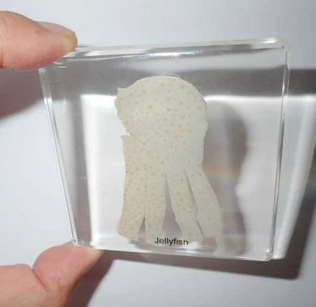 Sand Jellyfish in 75x75x10 mm Clear Square Slide Education Specimen