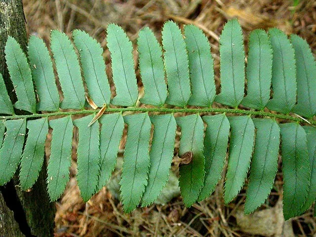 2 Christmas Fern Evergreen SHADE ground cover WOODLAND live bulb/crowns 3